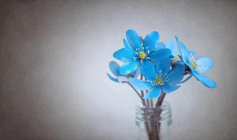 Mythical Blossom Varieties