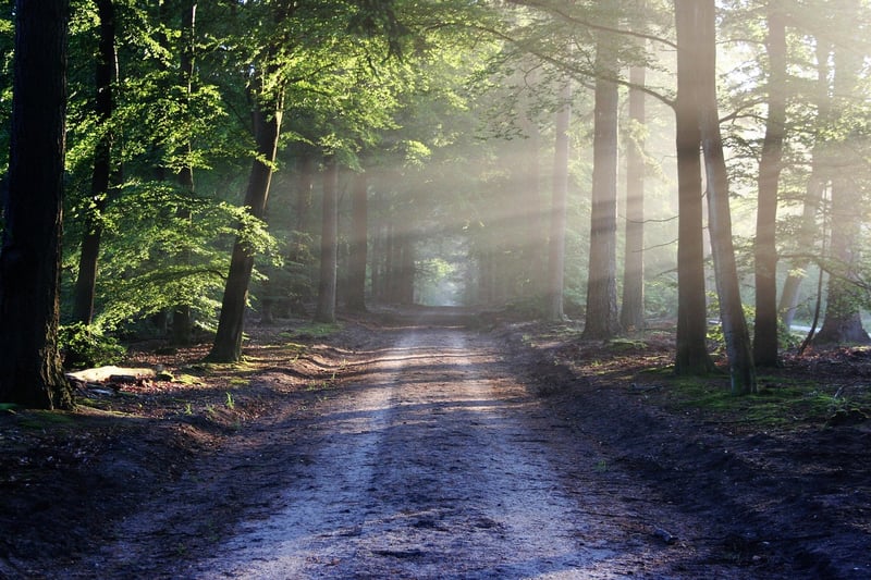 Enchanted Forest Path